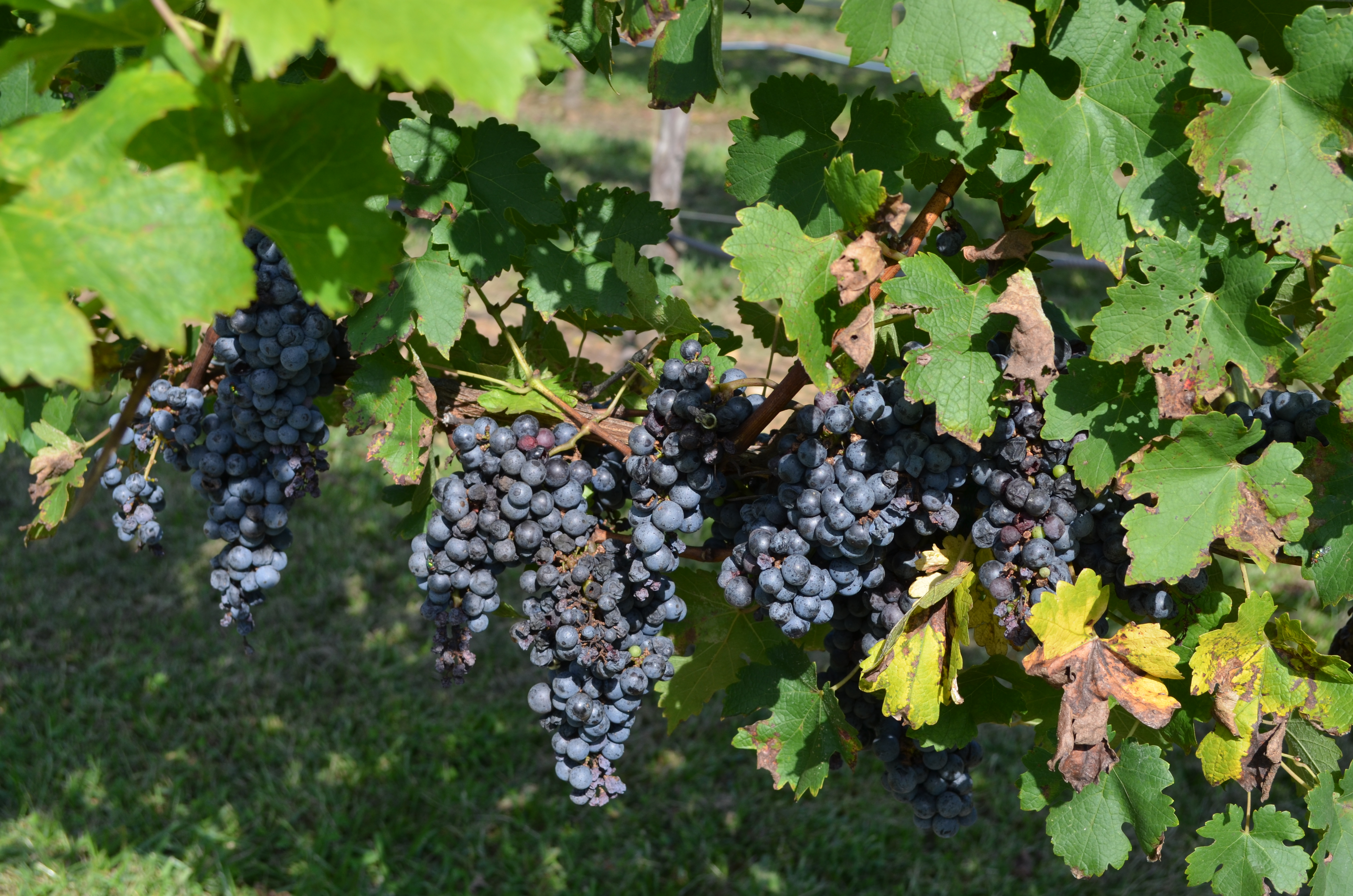 ./2012/Grape Stomp/DSC_0201.JPG